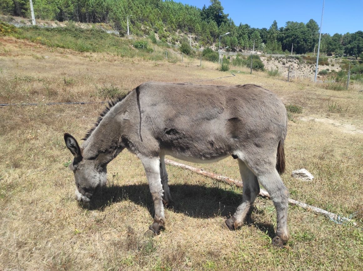 Burro - Macho entre 8 e 9 anos