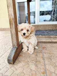 Szczeniak Maltipoo Suczka