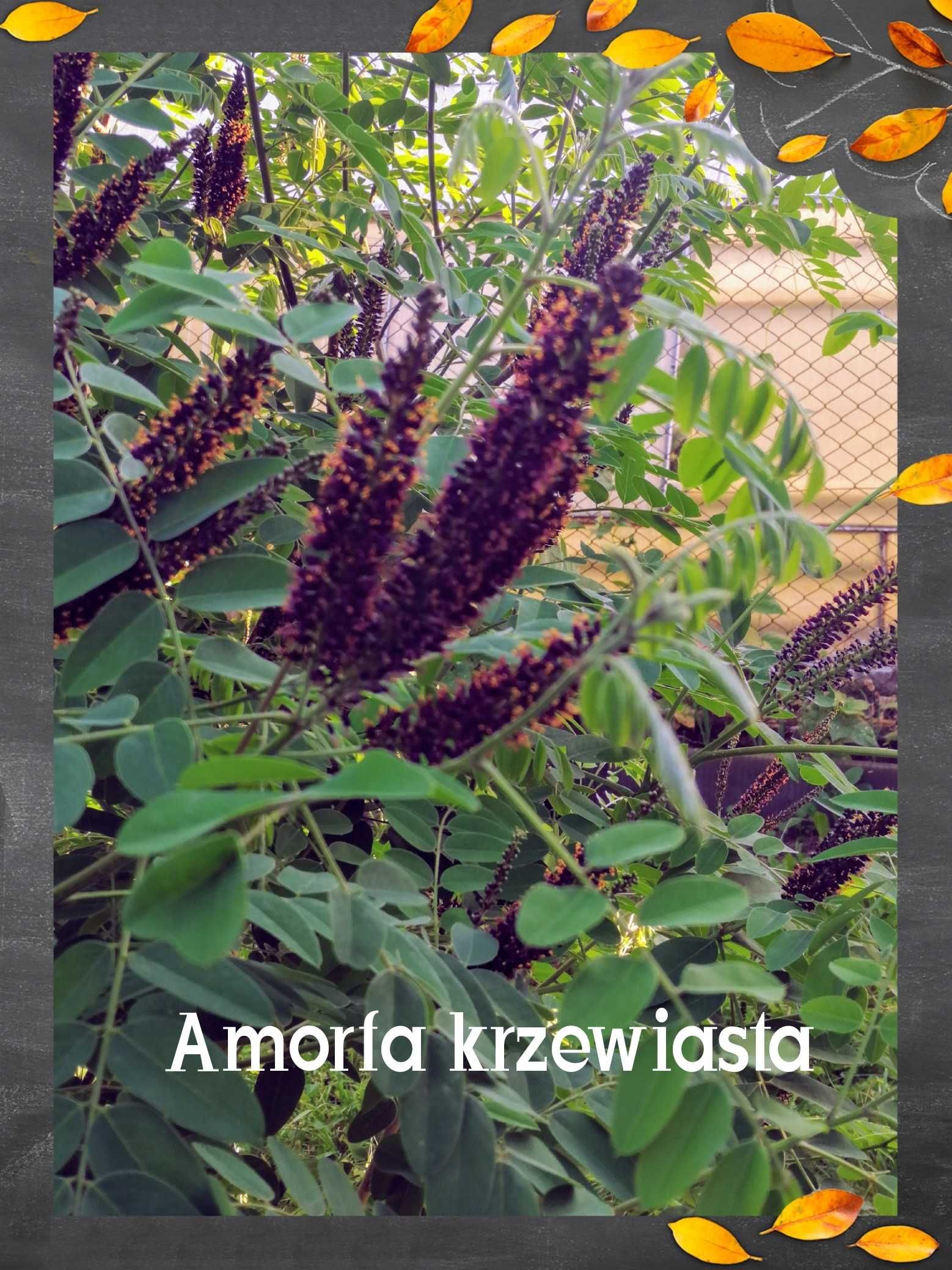 Amorfa krzewiasta