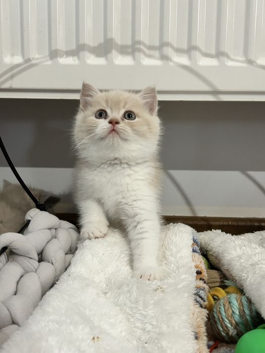 Kocię Brytyjskie, Kot Brytyjski - do rezerwacji