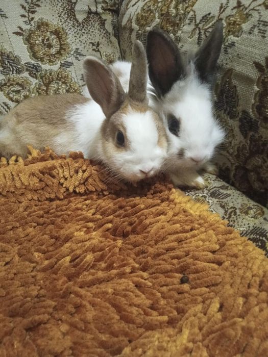 Oddam za darmo 2 królików