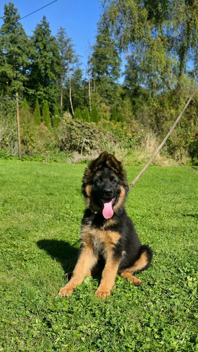 Owczarek Niemiecki Suczka