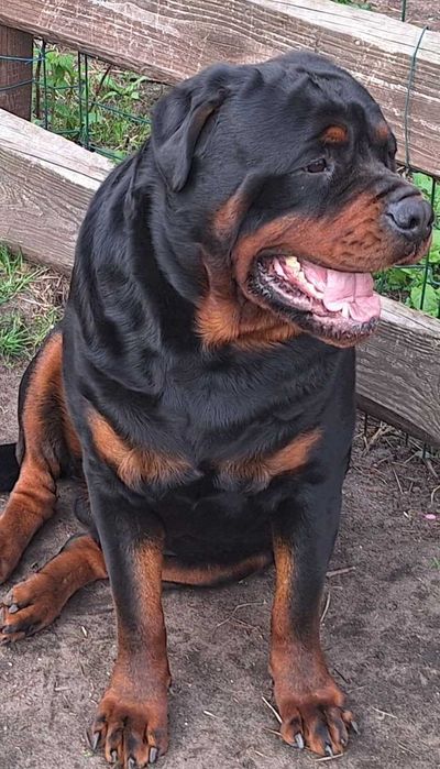 Rottweiler potężny