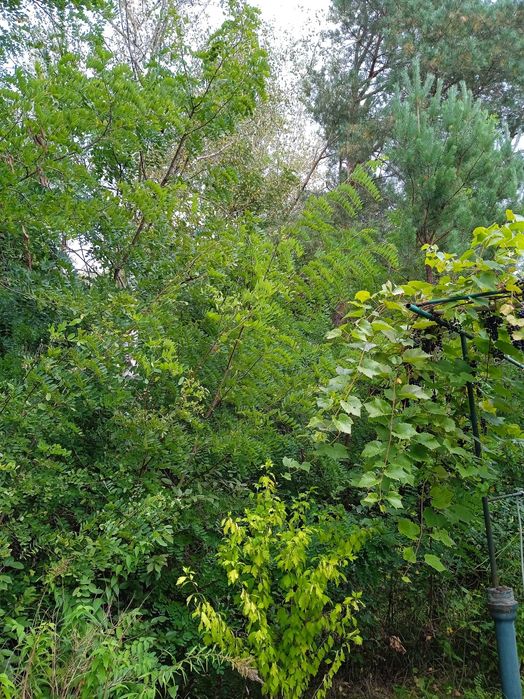 Продаю дачу Соколовський масив