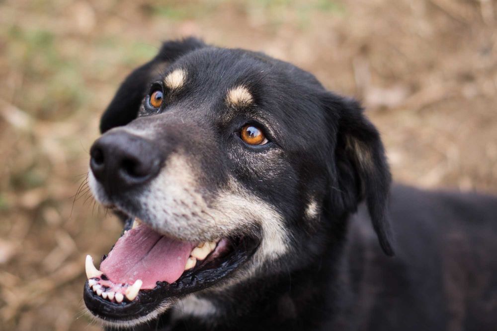 7 letni Bruno szuka domu!