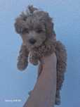 Maltipoo Sunia do odbioru!