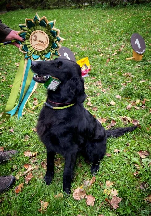 Flat coated retriever czarny piesek