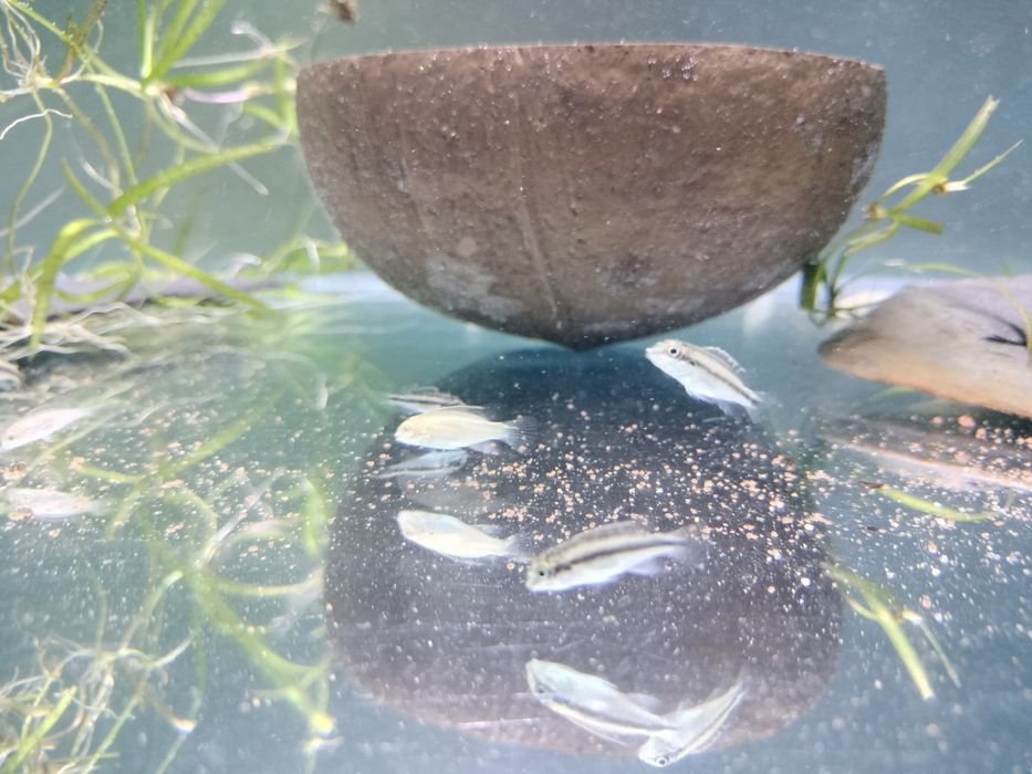 Kribesis pelvocachromis criação nacional