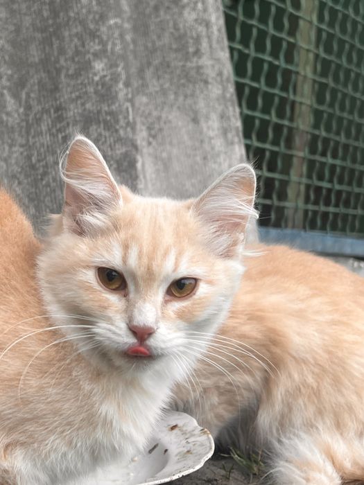 Котята у сімью Білі та Вілі