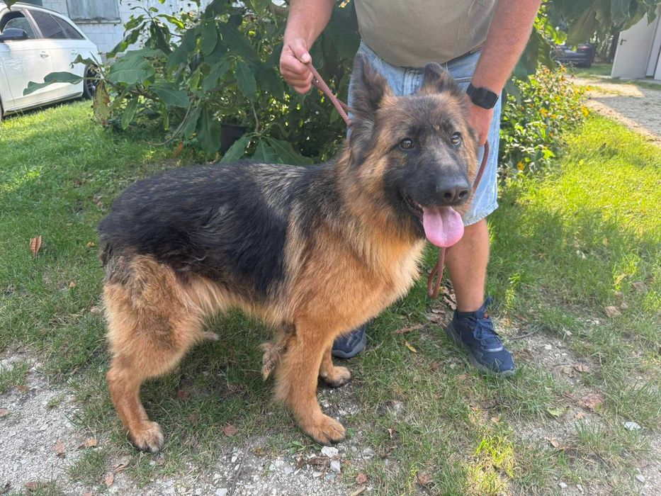 Melcia- sunia owczarka niemieckiego prosi o dom