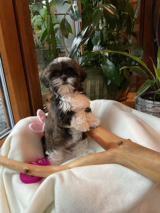 Shih-Tzu Suczki Salonowe!