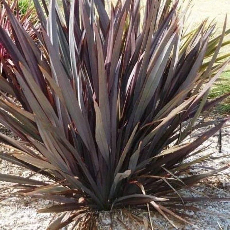 Phormium tenax de baixa altura