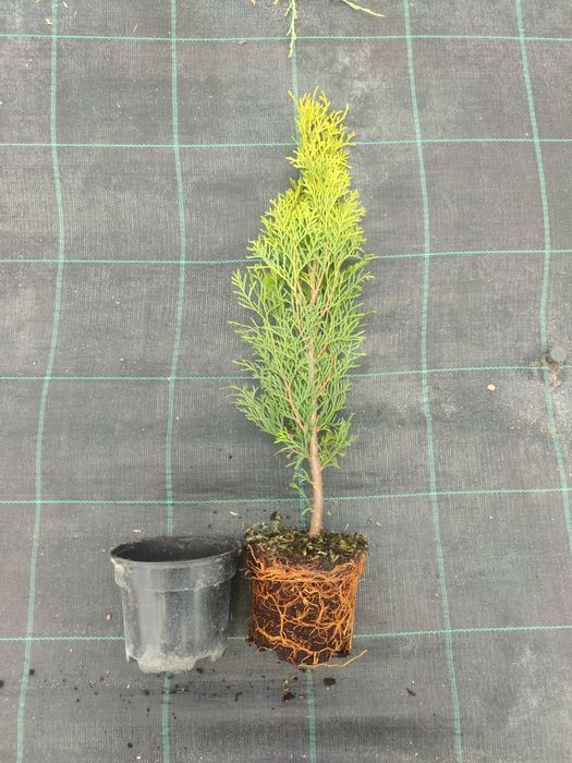 Туя Смарагд - в контейнері