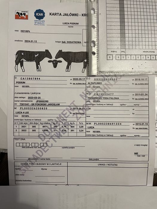 Sprzedam jałówki wysokocielne 100% HF