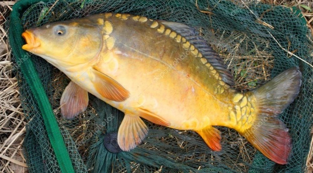 Żywy karp, tołpyga na sprzedaż