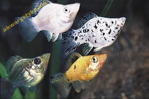 Molinezja balonowa - Sklep Kraków-Nowa Huta