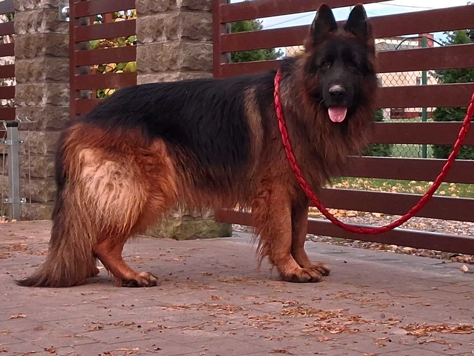 Owczarek niemiecki długowłosy pies