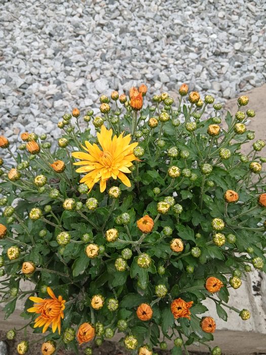 Хризантема мультифлора