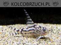 Kirysek zebra - Corydoras CW 111 - odłów - WF - Kirys - dowóz, wysyłka