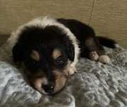 Szczeniak Owczarek Szkocki Długowłosy Collie