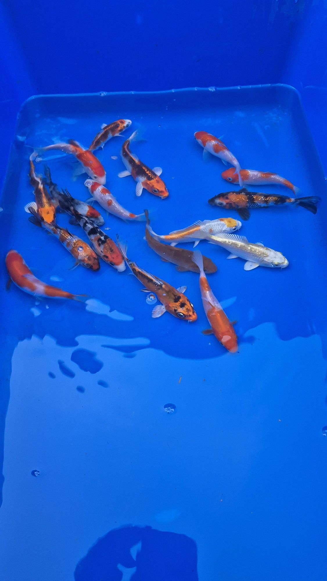 Karpie koi import z Japoni