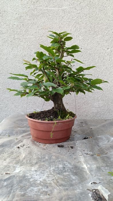 Grab bonsai yamadori