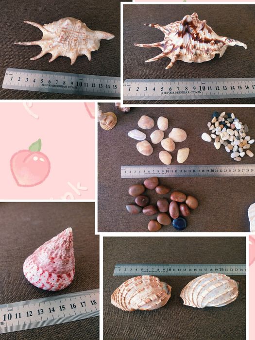 Ракушки ,раковины , морські мушлі