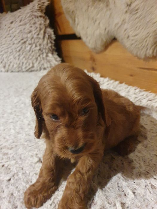 Szczeniak rasy cockapoo