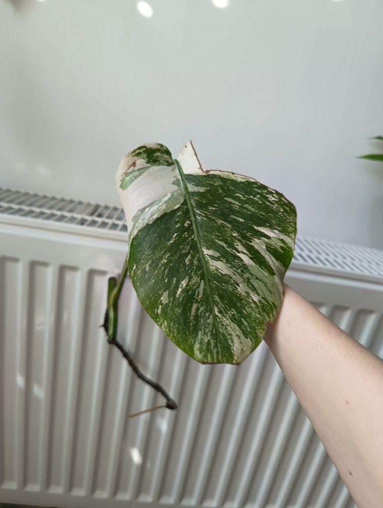 Monster deliciosa, monstera variagate liść pędówka