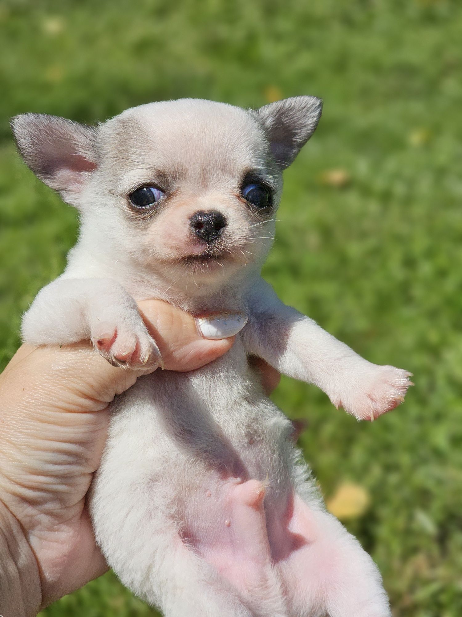 Chihuahua krótkowłosy piesek