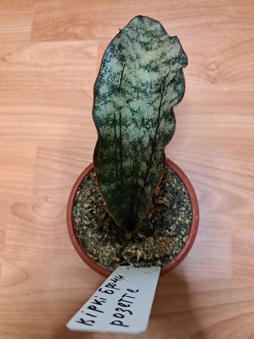 Сансевієрія "Кіркі Бромн Розетте"