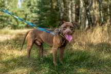 Adopcja- Lemon - Pitbull- Amstaffy Niczyje