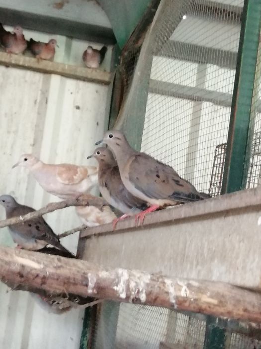 Rola Zenaida (casais)