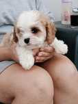 Cavapoo - cudny piesek