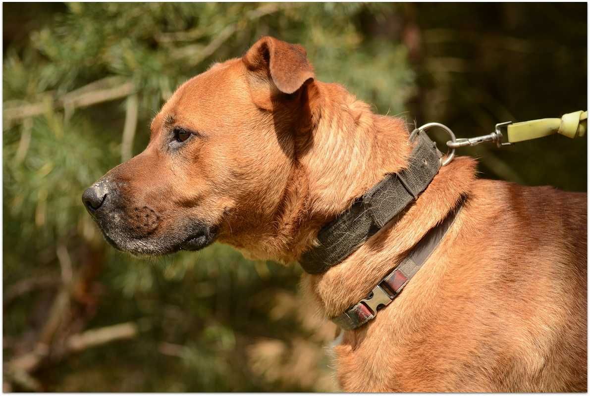 Do domu z ogrodem,duży pies Buddy dla doświadczonych