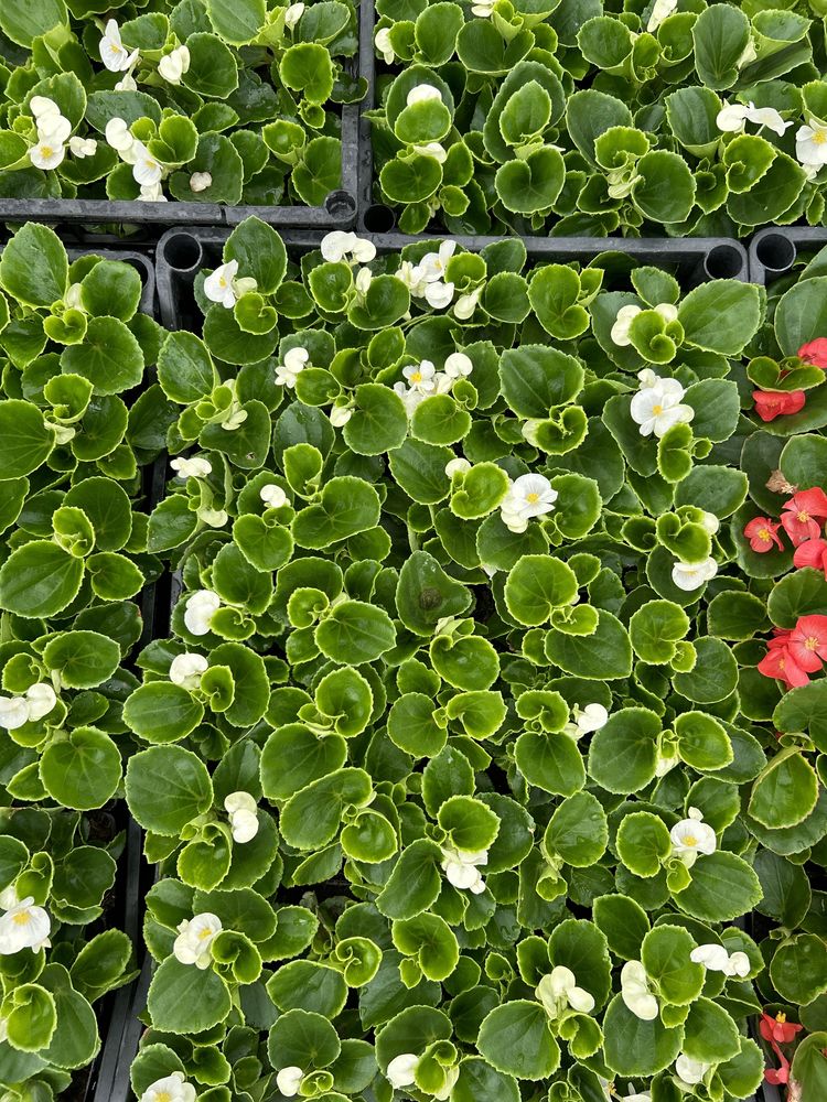 Begonia semperflorens czerwona biała różowa