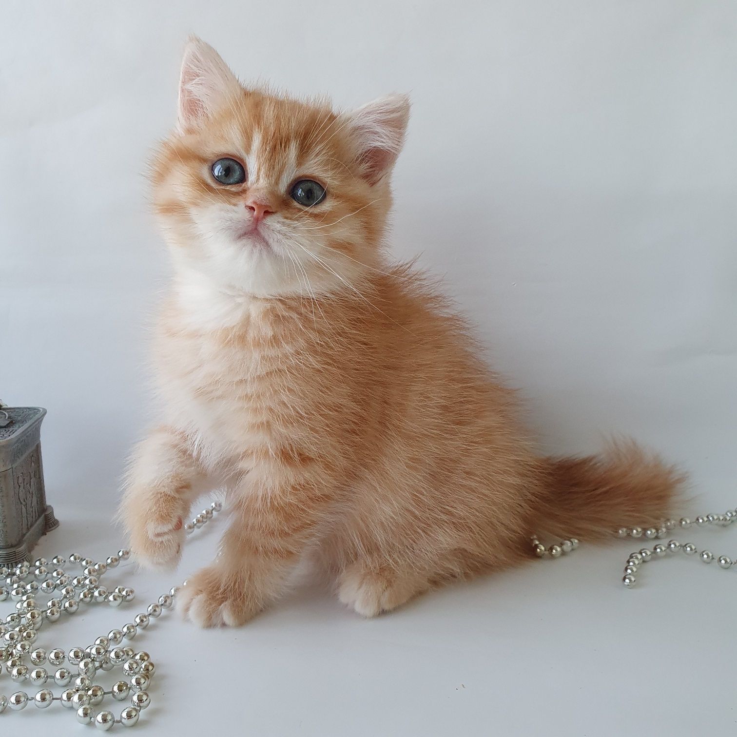Котик для любви золотая шиншилла, очень ласковый котенок. Котята Киев