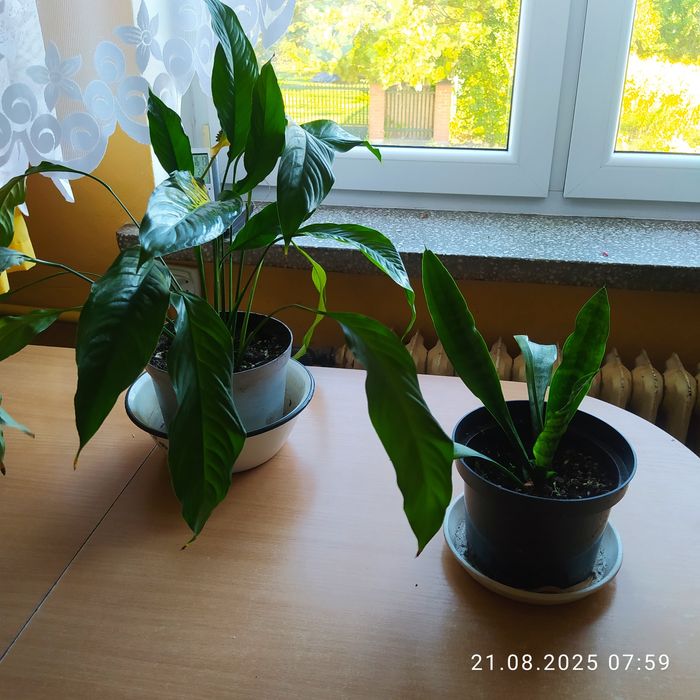 Skrzydłokwiat  + sansewiera