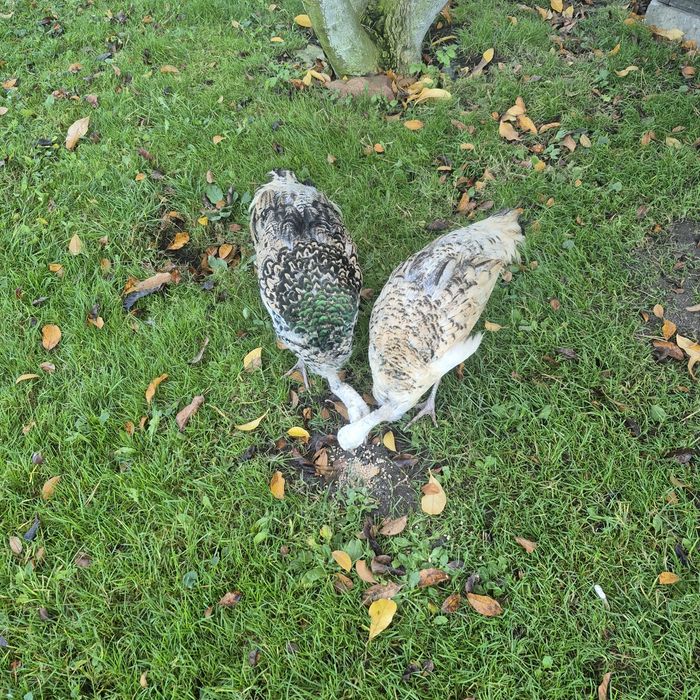 Pawie paw czarnoskrzydłe 2025