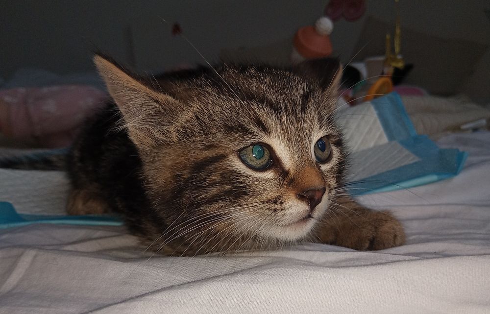 Oddam kotki w dobre rece