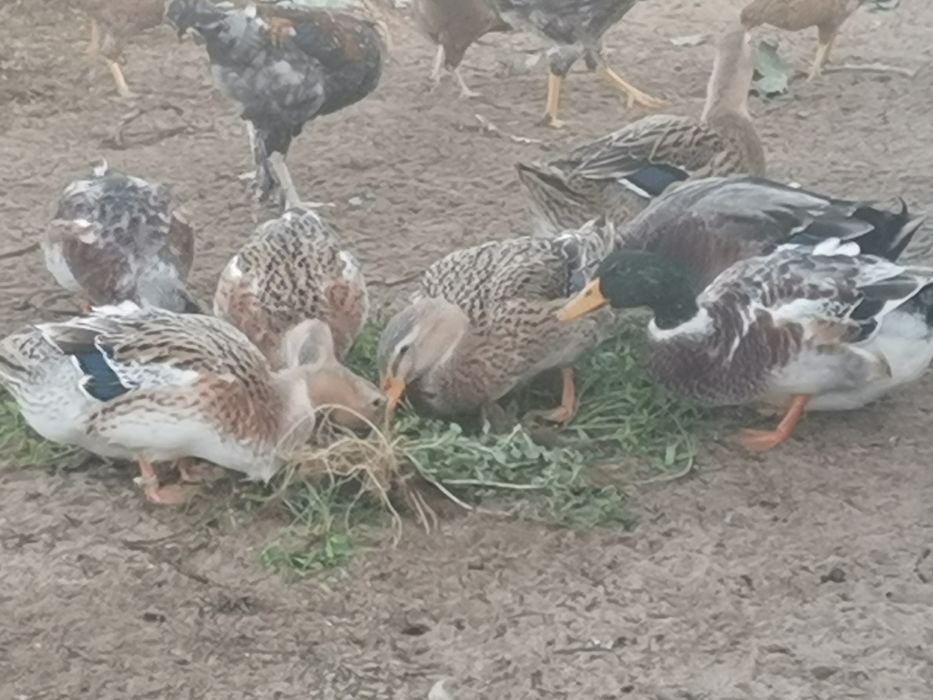 Casal de patos rouen