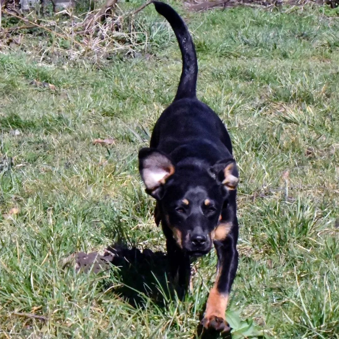Maja - mała drobna młoda sunia do adopcji