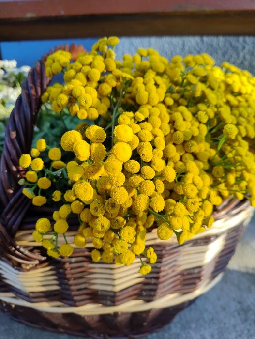 SUPER MAŚĆ!!! 120 ml, WROTYCZ, naturalna, EKO, skuteczna.