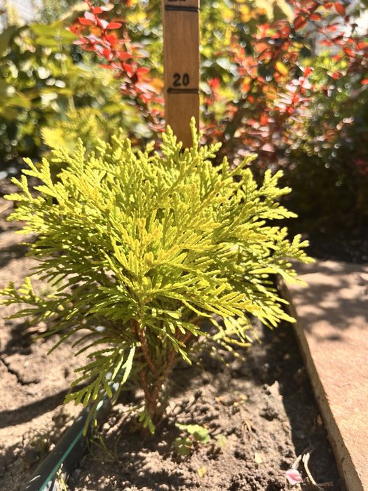 Хвойніки , вічнозелені, туя Даніка , Смарагд