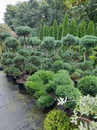 Bonsai krzewy formowane duże rabaty