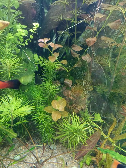 Простые растения для аквариума - Гигрофила, Людвигия , Эхонодорусы др