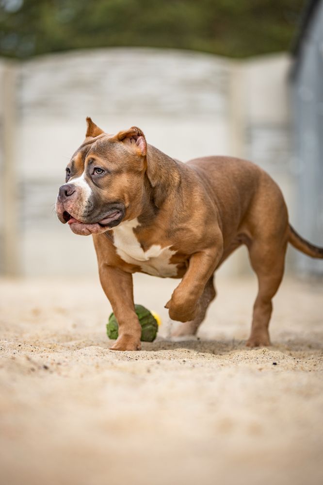 Szczeniak american bully suczka abkc