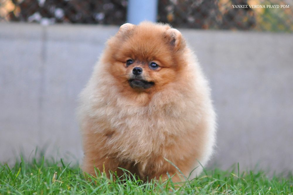 Зацілована красуня Верона