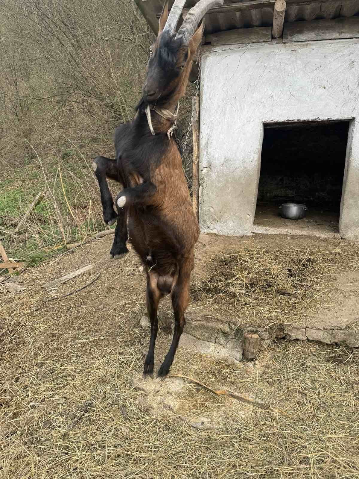 Продаж стада. Дійні альпійські кози. Молоді козенята. Козлики та кізоч