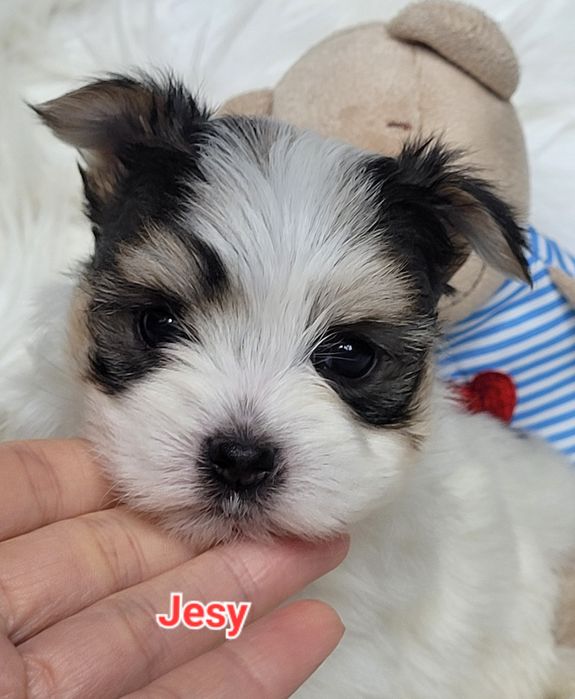 Morkie Yorkshire terrier biewer suczka